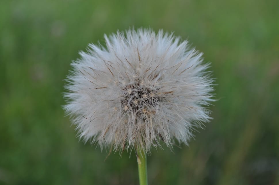 selective focus photography of white dandelion preview