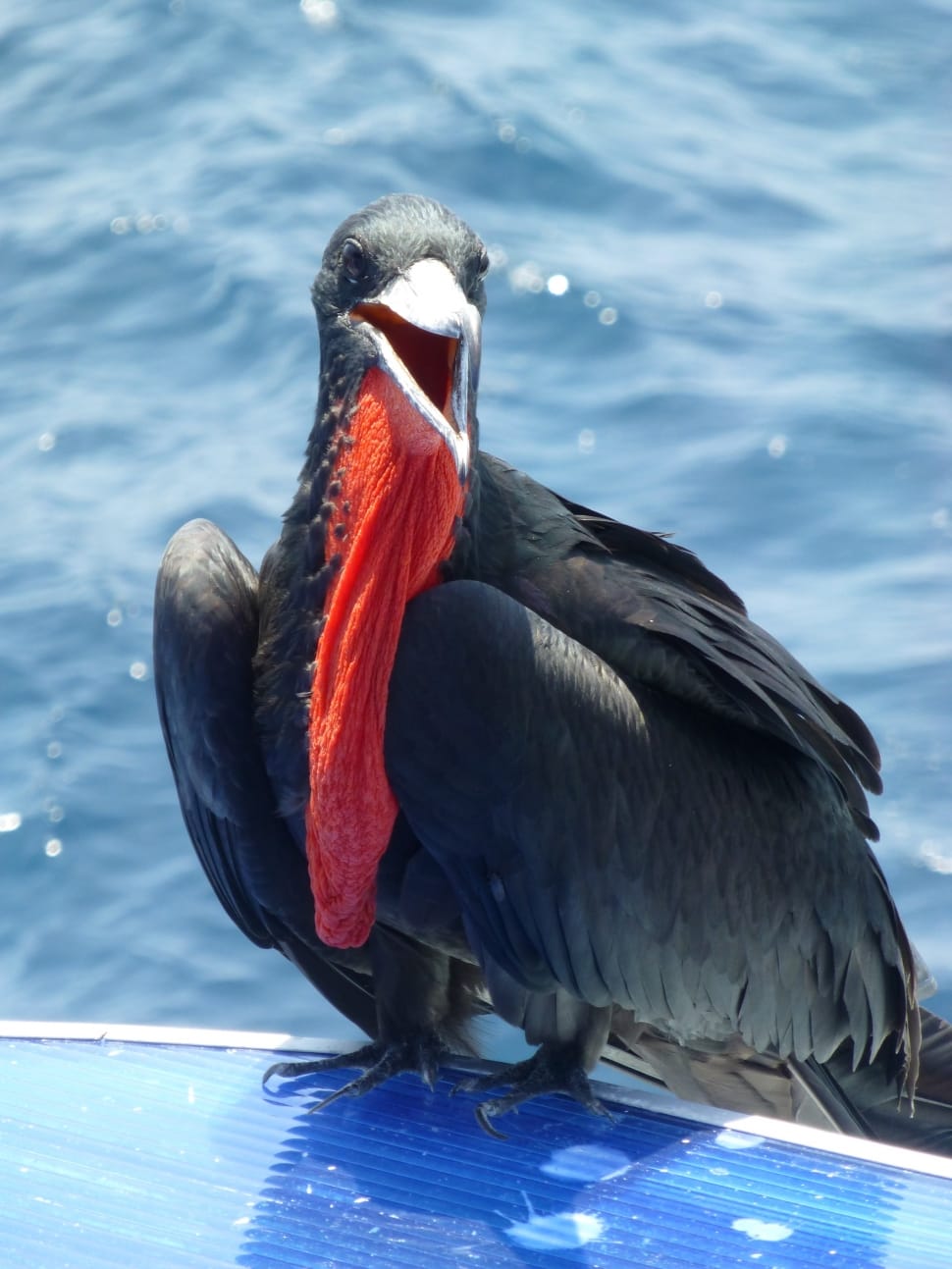 Frigate Bird, Frigate, Galapagos, one animal, bird preview