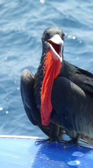Frigate Bird, Frigate, Galapagos, one animal, bird thumbnail