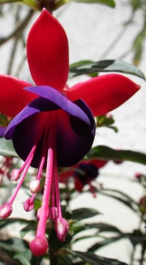 Fuchsia, Nature, Flower, flower, petal thumbnail