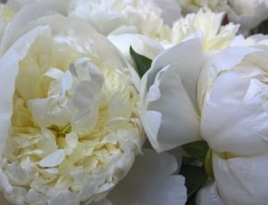 macro shot photography of white petal flowers thumbnail