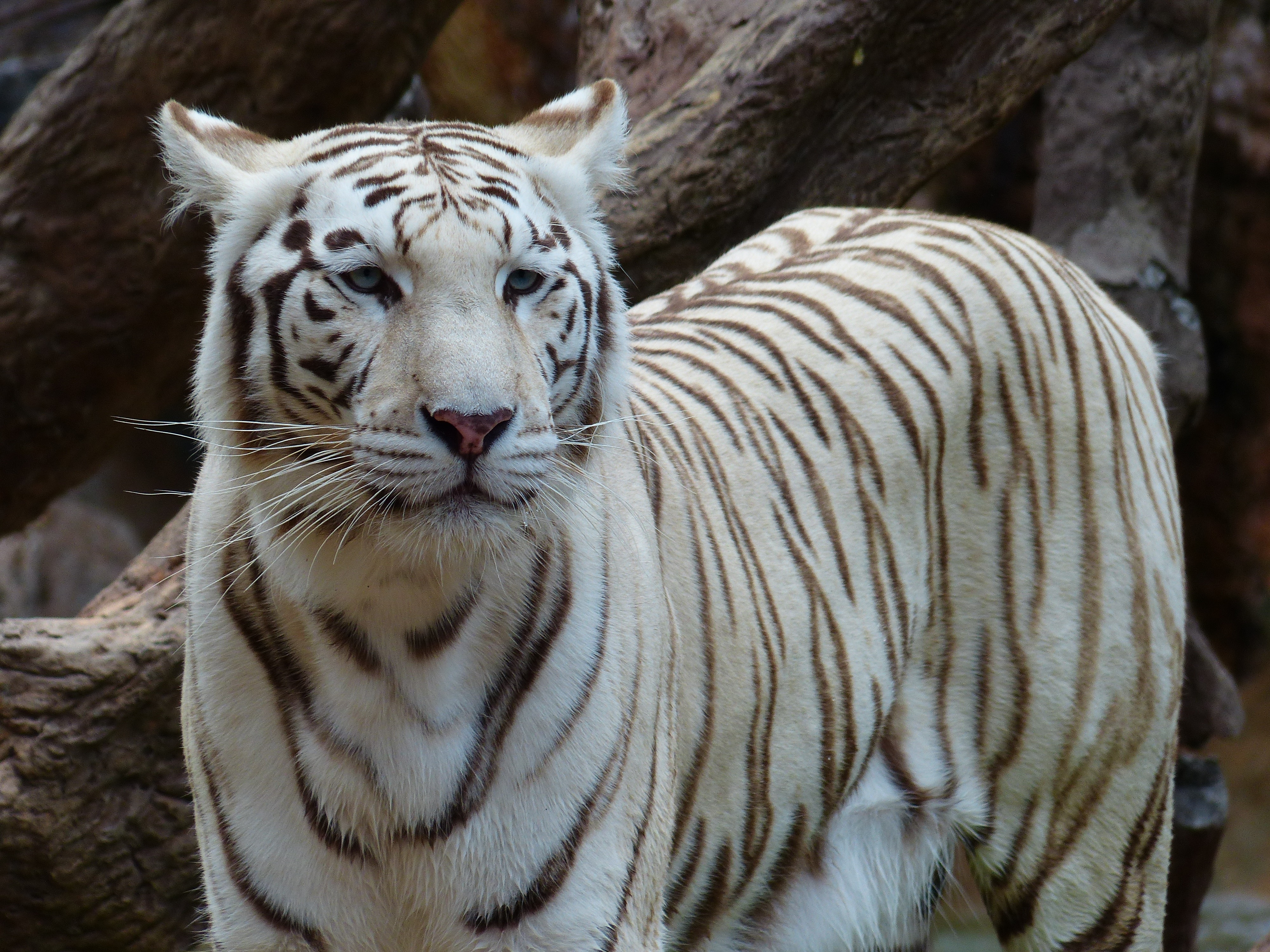 Названия видов тигров. Белый бенгальский тигр. Бенгальский тигр альбинос. Королевский тигр белый. Тигр альбинос в Московском зоопарке.
