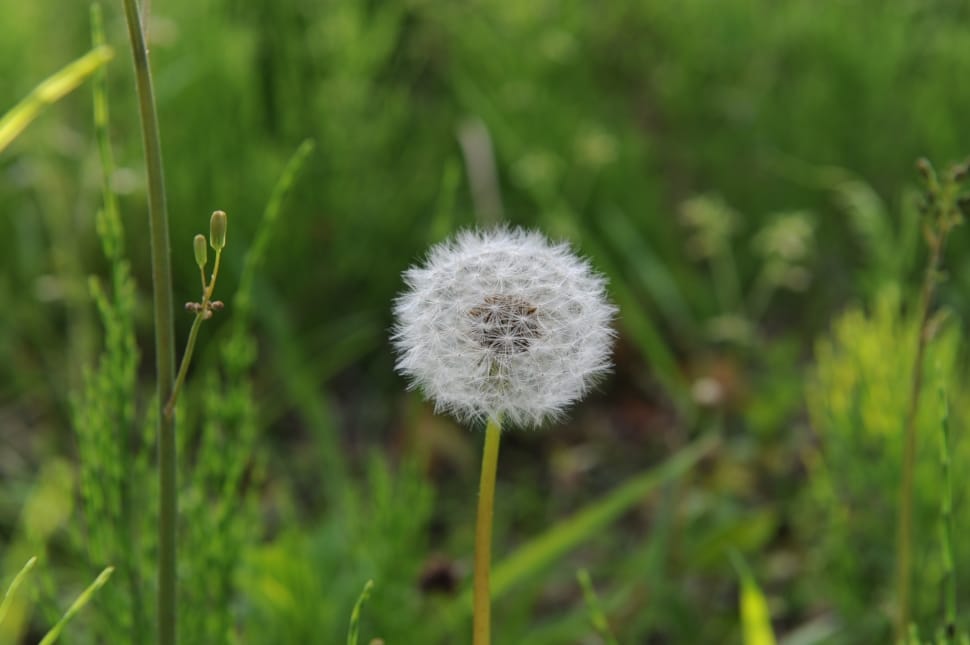 selective focus photography of white dandelion preview