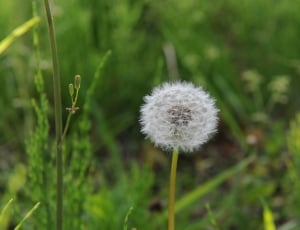 selective focus photography of white dandelion thumbnail