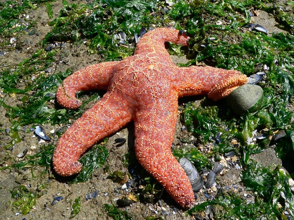 Nature, Starfish, Pacific, one animal, rock - object preview
