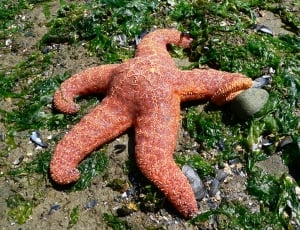 Nature, Starfish, Pacific, one animal, rock - object thumbnail