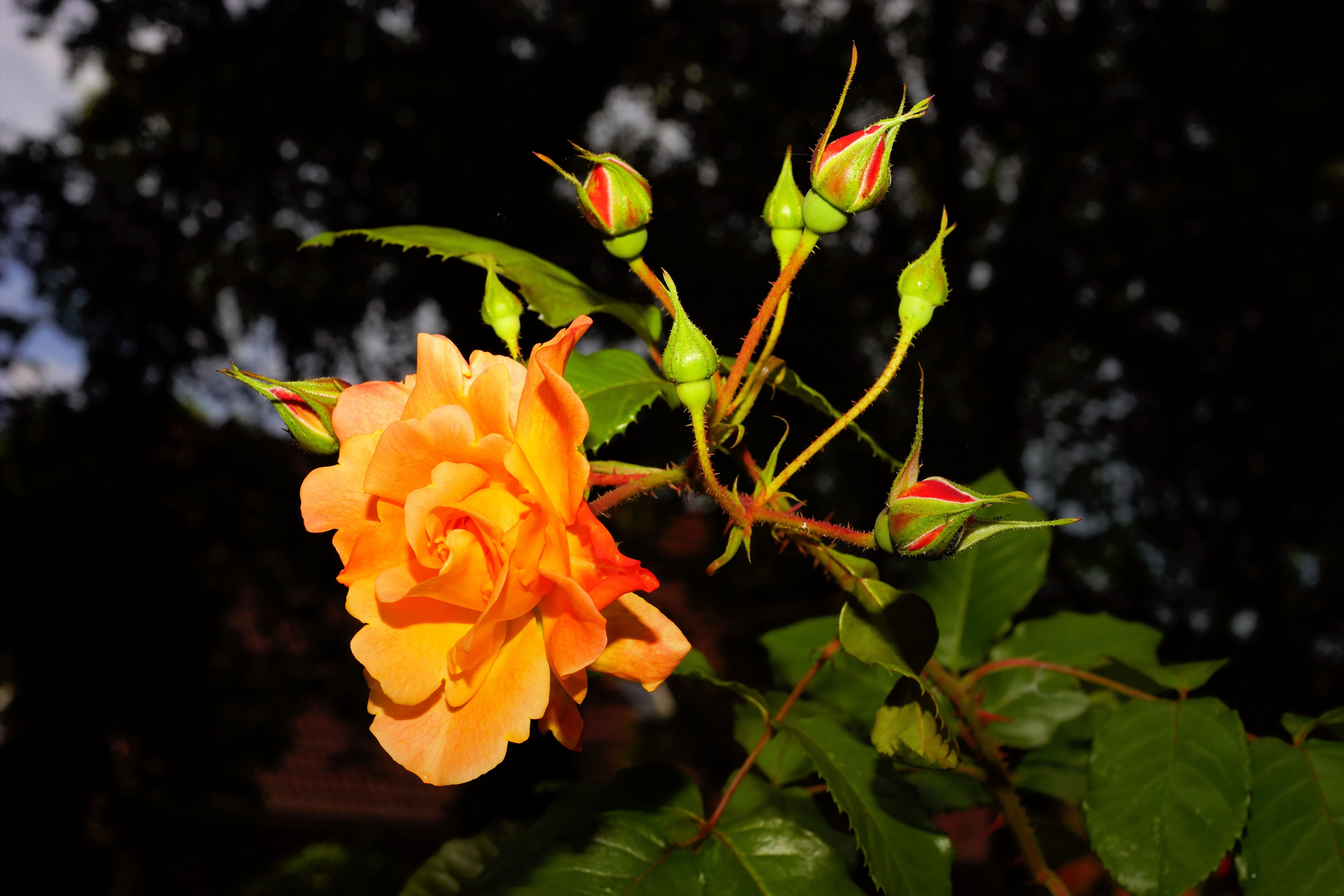 Благородные розы. Оранжевые розы. Листья розы душистой. Розы оранжевые на кусту Эстетика.