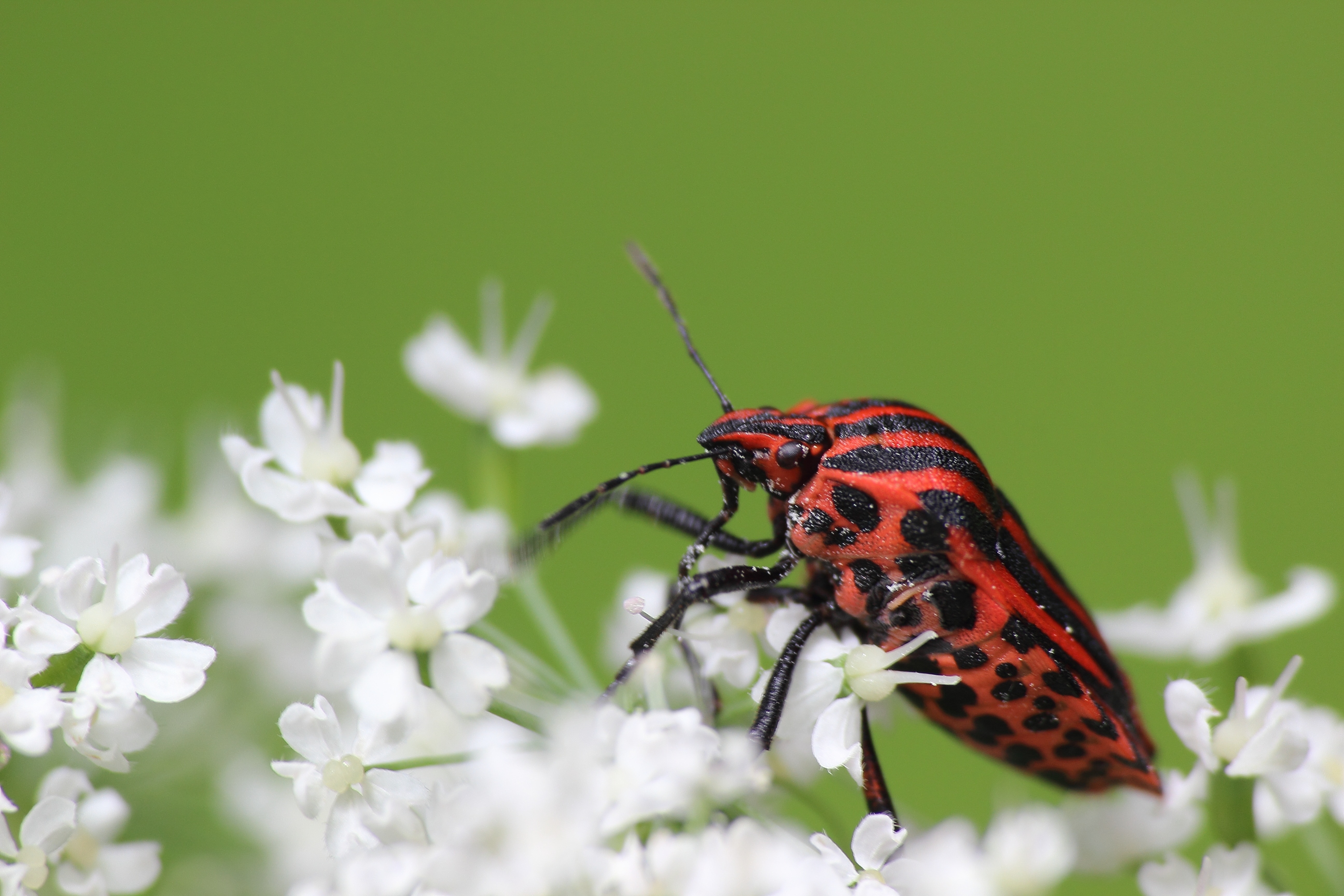 red and black insect