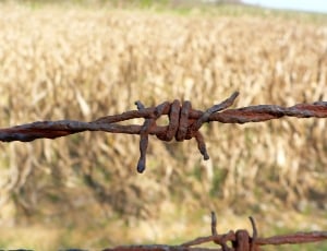 barbed wire thumbnail
