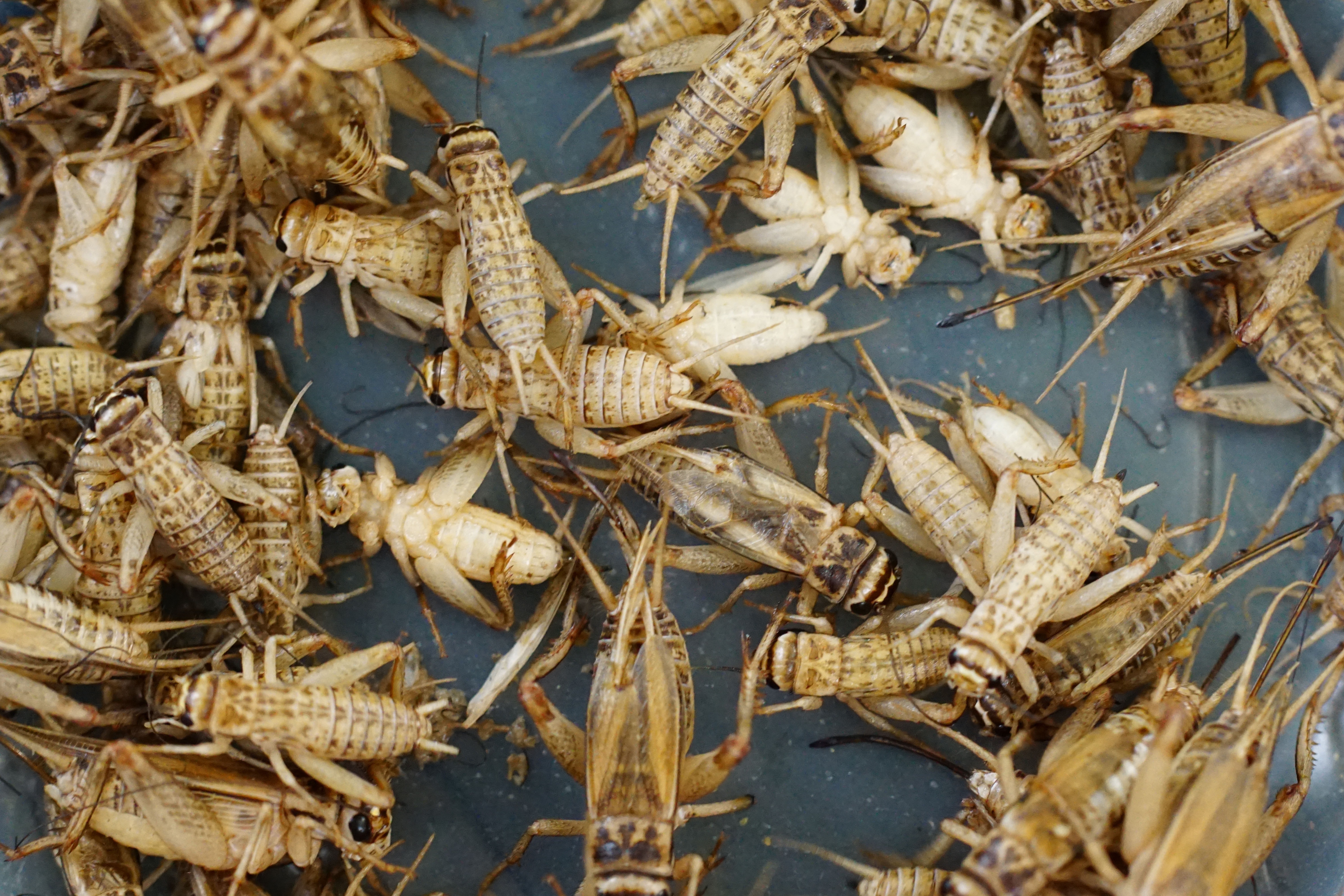 cricket colony
