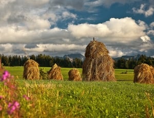 brown haystack on green field thumbnail