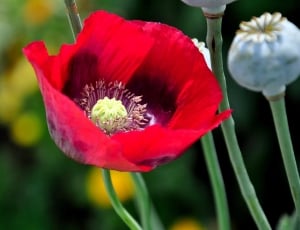 Poppy, Red, Klatschmohn, Flower, Garden, flower, red thumbnail