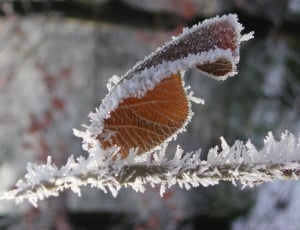 frozen leaf thumbnail