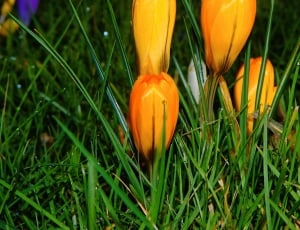 4 orange tulips thumbnail