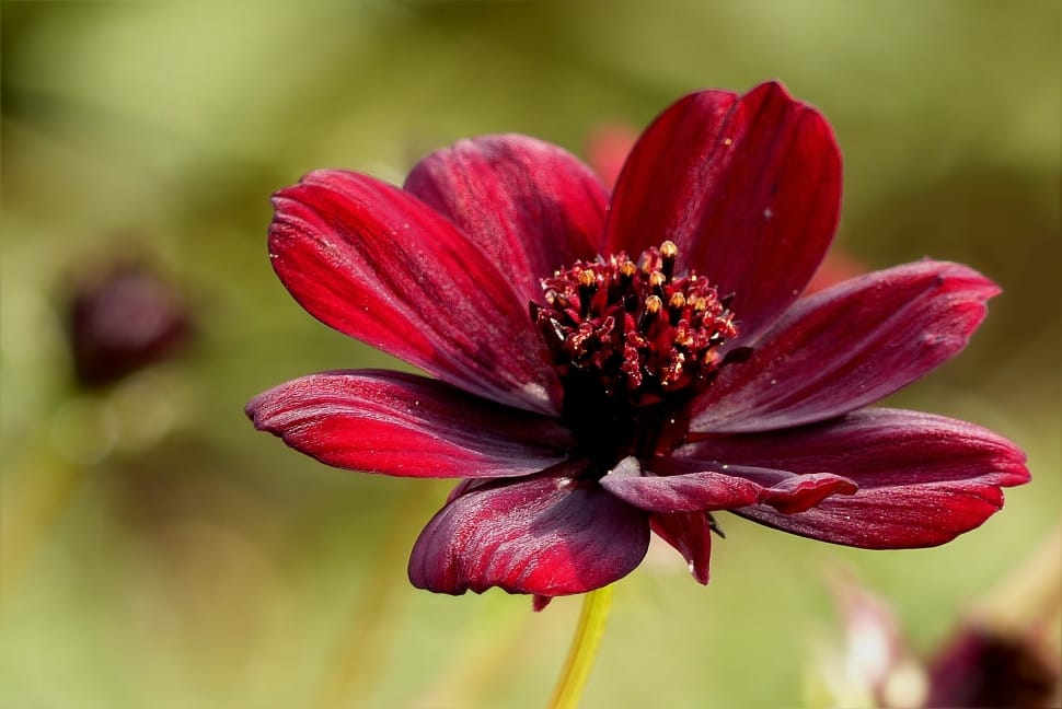 red petaled flower on closeup photography preview