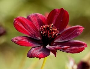 red petaled flower on closeup photography thumbnail