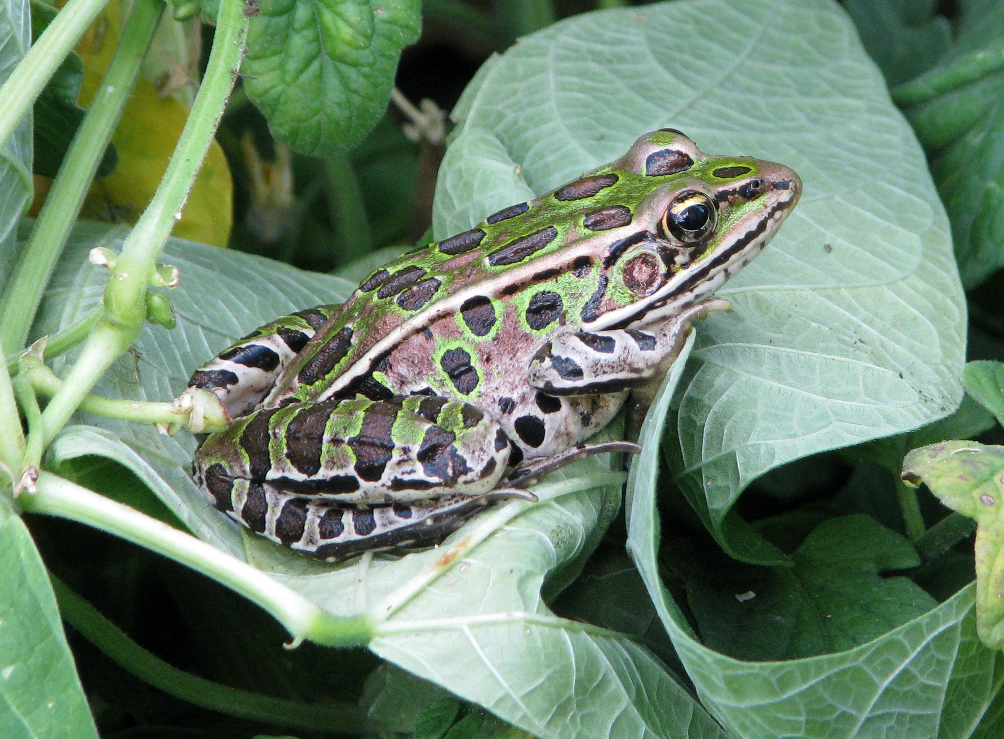 black brown and green frog