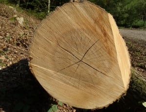 Trees, Structure, Forest, Wood, Cracked, tree ring, nature thumbnail
