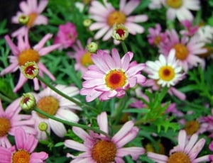 Nature, Flowers, Pink Daisy, flower, growth thumbnail