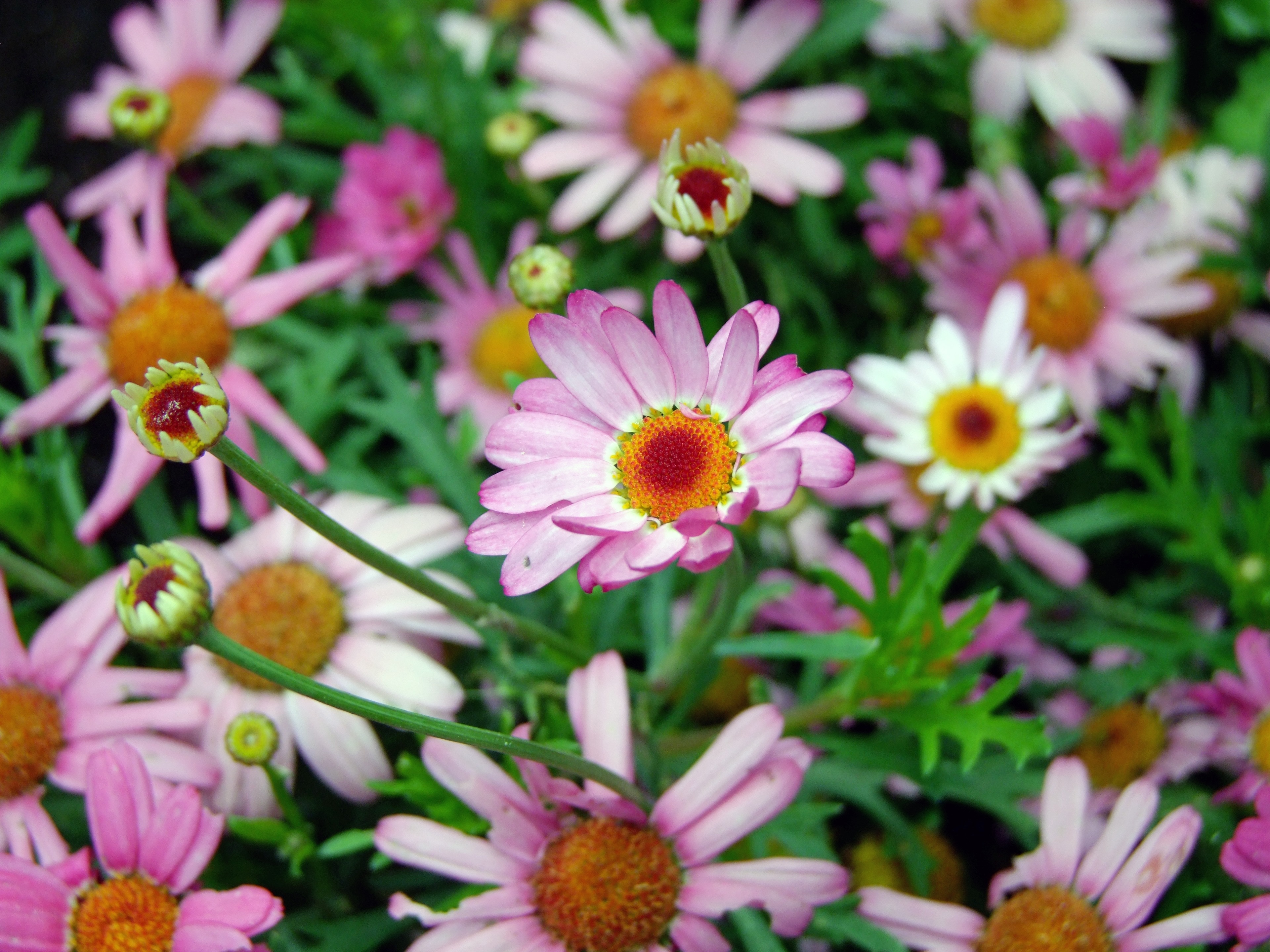 Nature, Flowers, Pink Daisy, flower, growth
