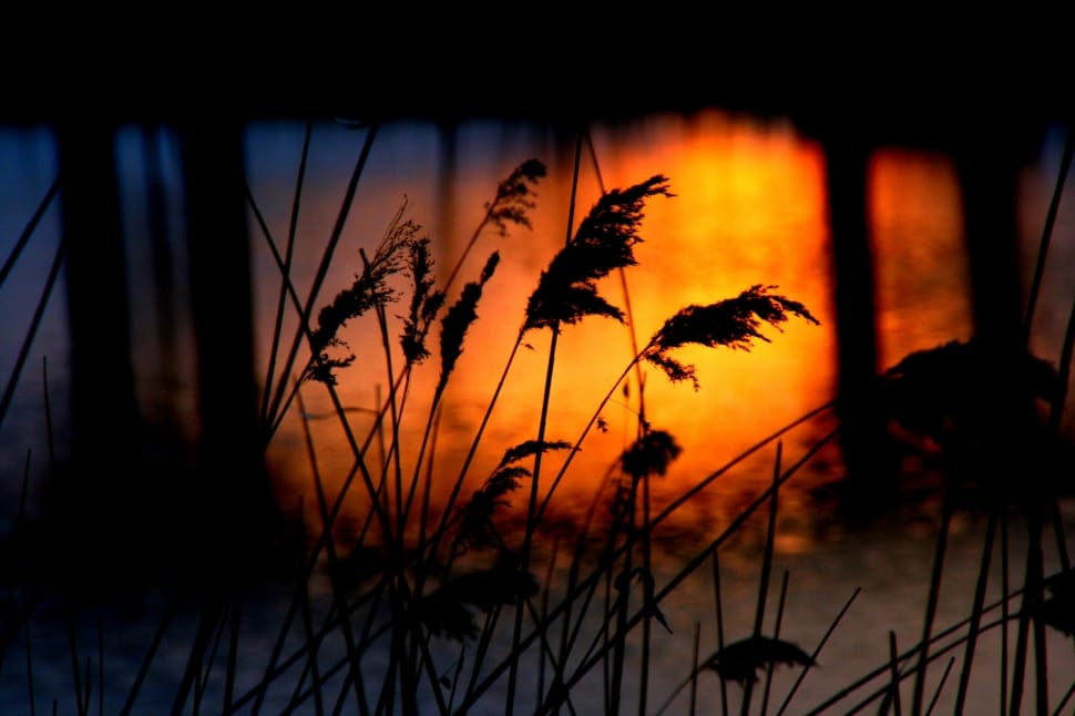 Water, Reflection, Sunset, Orange, Cane, silhouette, plant preview
