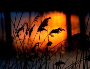 Water, Reflection, Sunset, Orange, Cane, silhouette, plant thumbnail