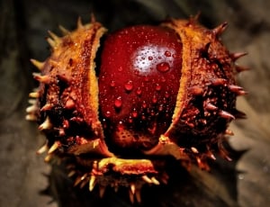 brown spiky ornament thumbnail