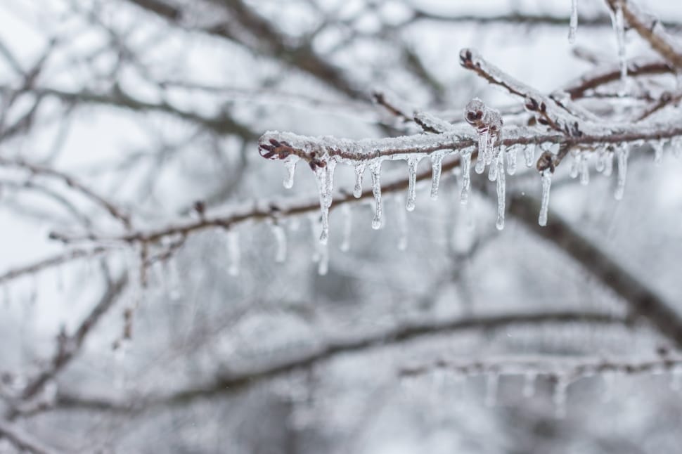 Ice, Icicle, Branch, Frozen, Snow, winter, cold temperature preview