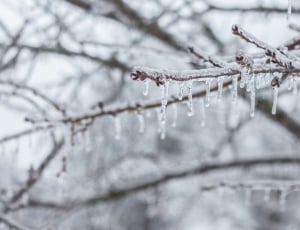 Ice, Icicle, Branch, Frozen, Snow, winter, cold temperature thumbnail