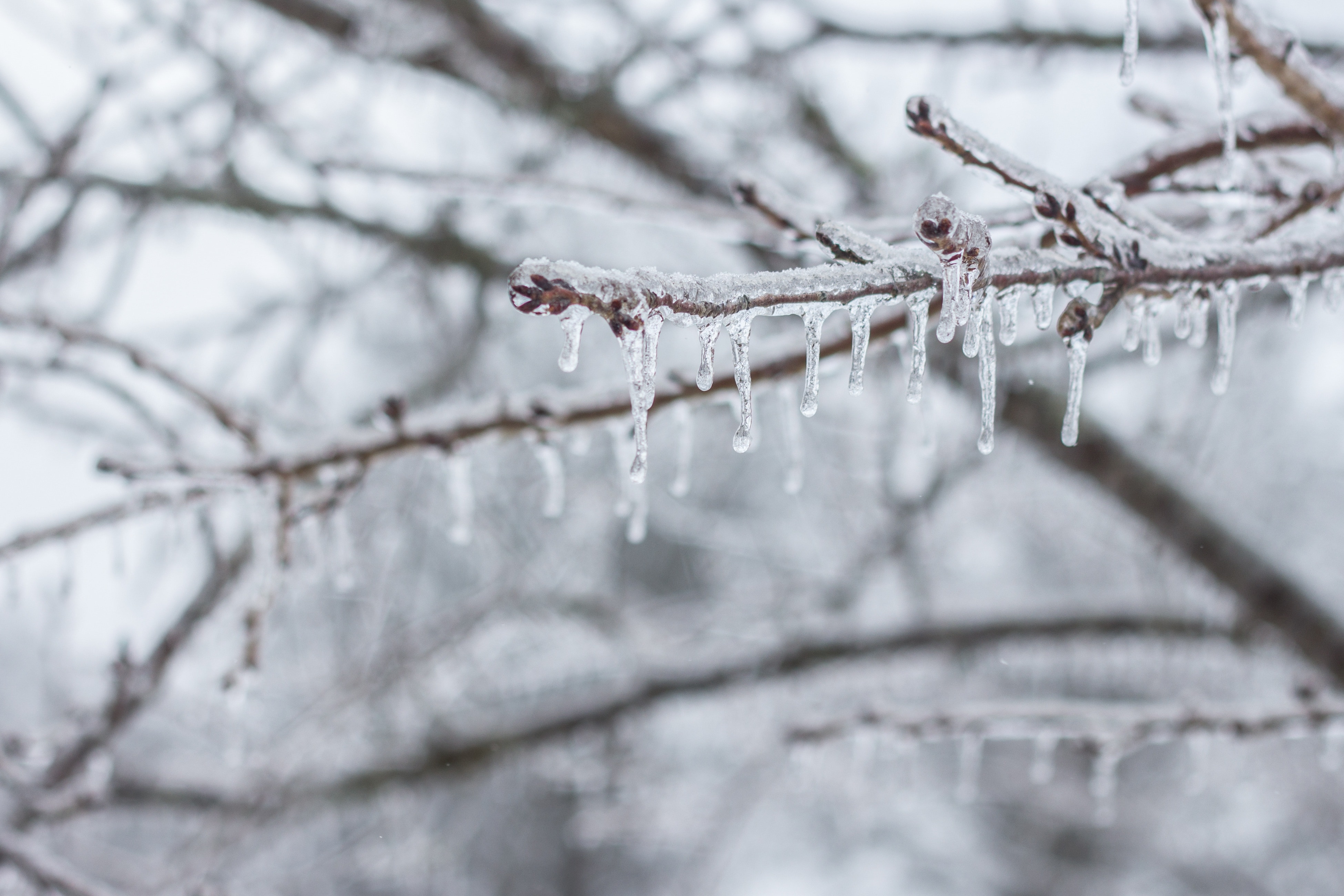 Ice, Icicle, Branch, Frozen, Snow, winter, cold temperature