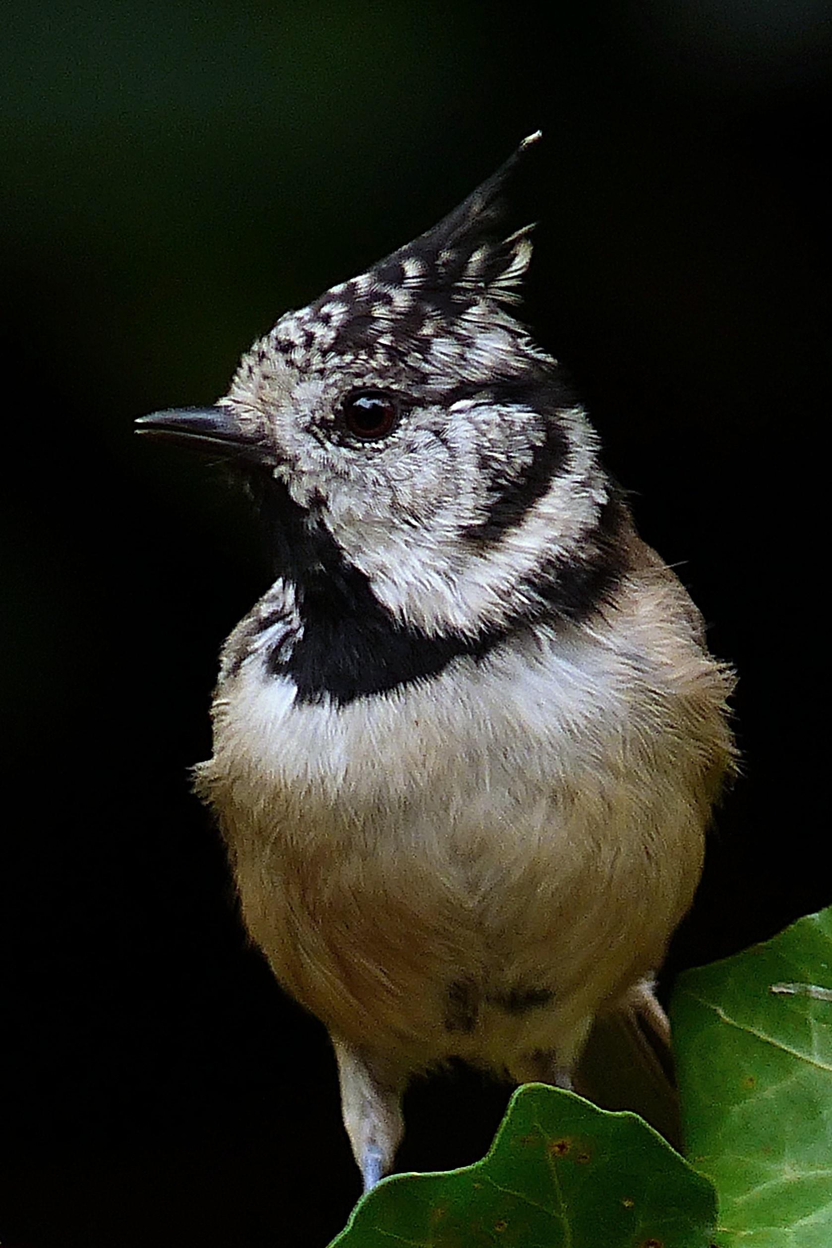 Crested Tit, Lubatum Tit, Bird, Animal, one animal, bird