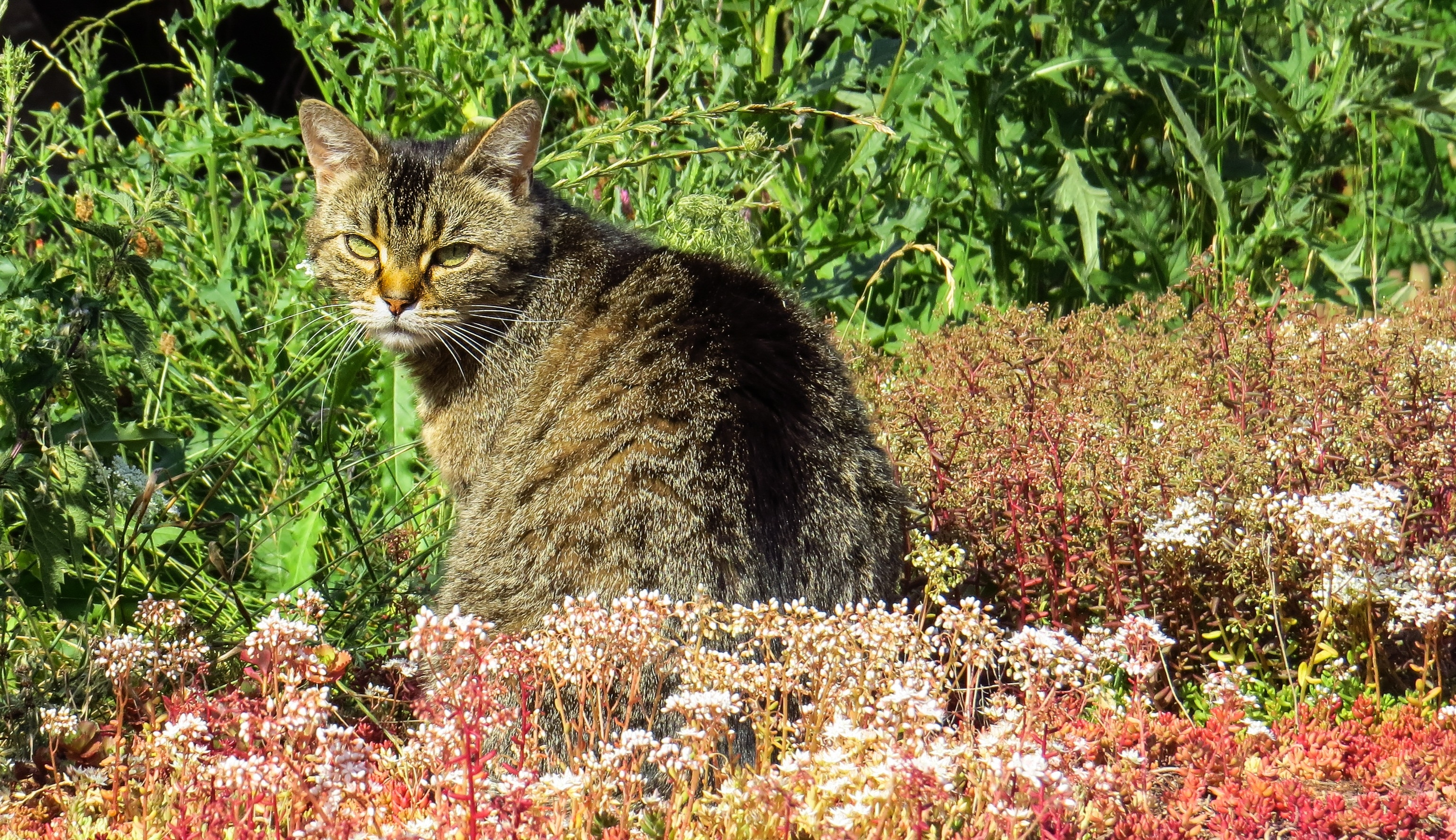 Как избавиться от кошек на участке. Лесной камышовый кот. Кошка на природе. Кошка домашняя в природе. Полевой кот.