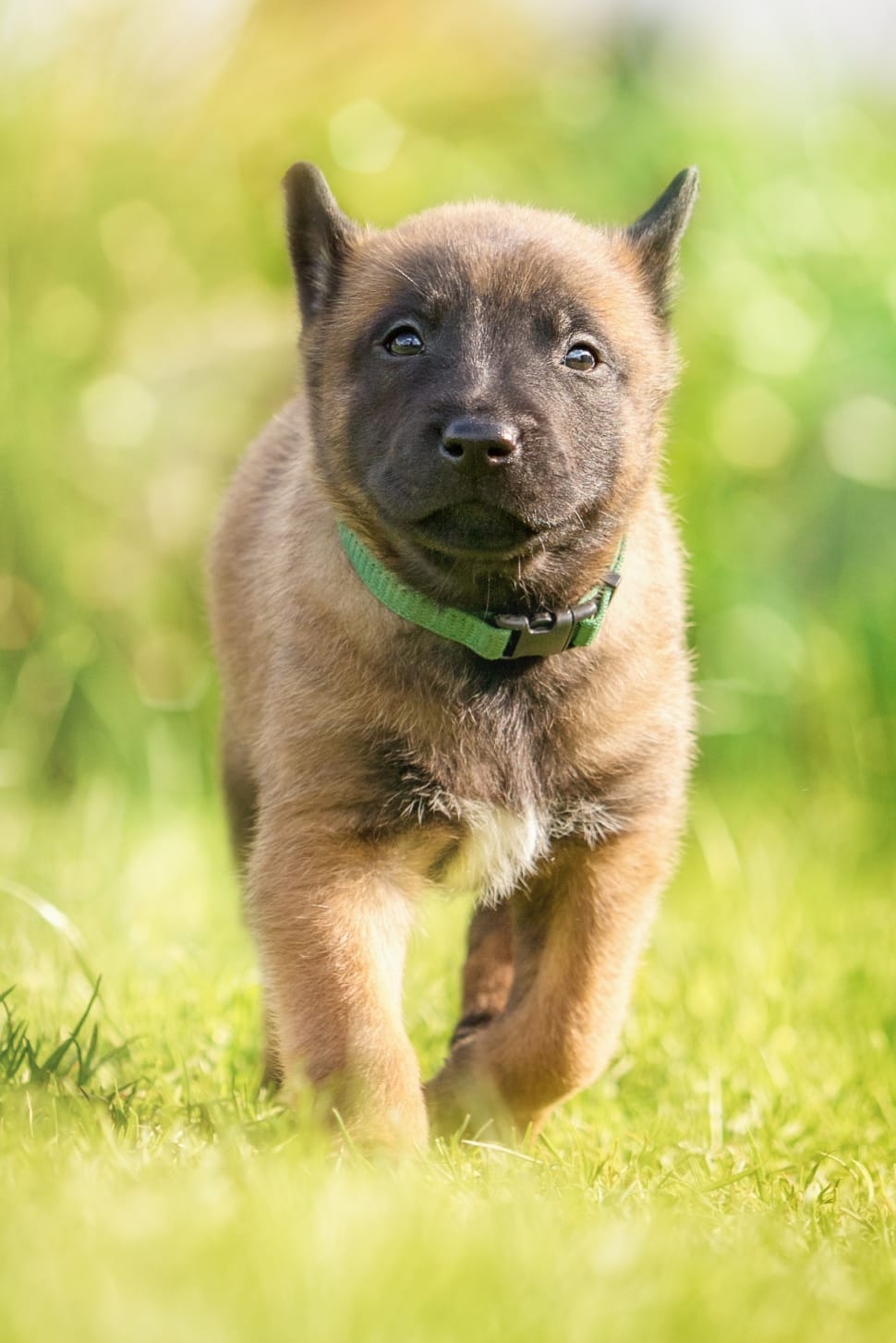 fawn belgian malinois puppy preview