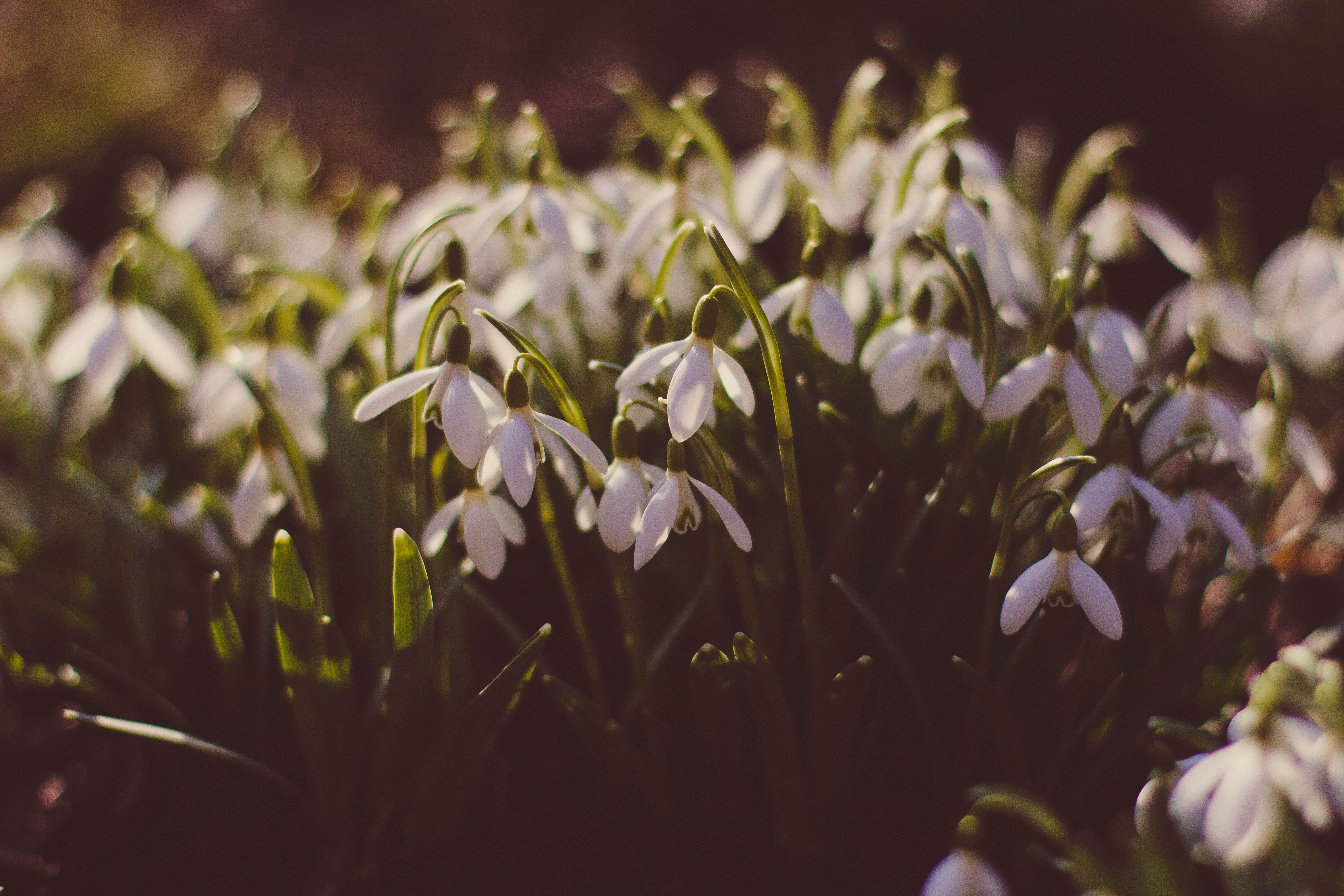 white flower