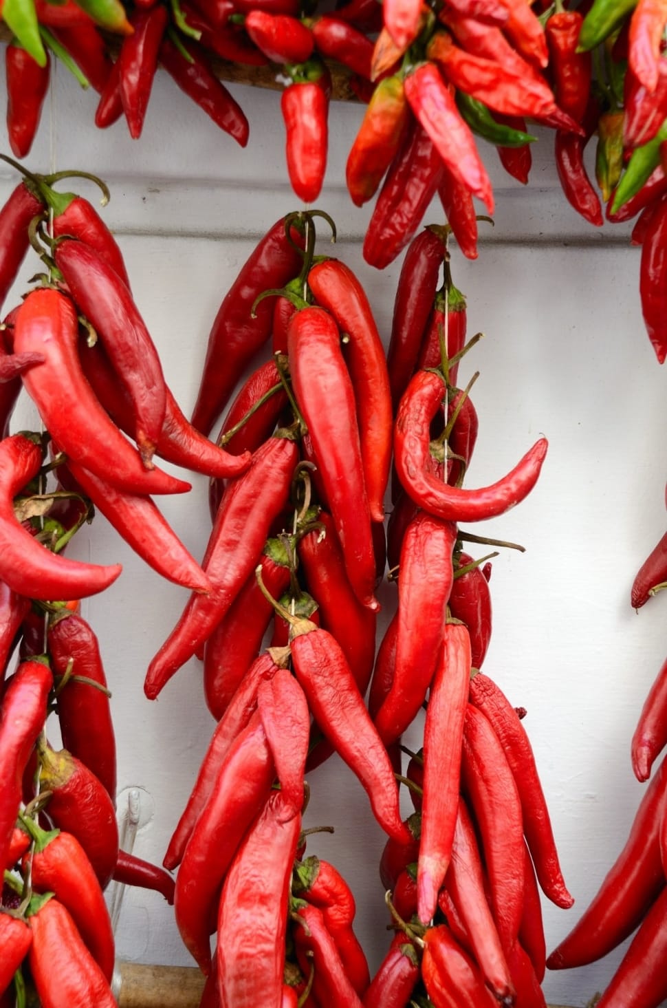 red chili preview
