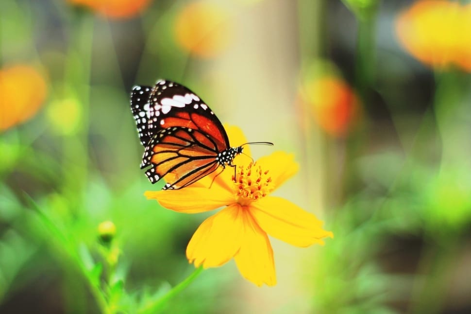 yellow petaled flower and white black and red butterfly preview