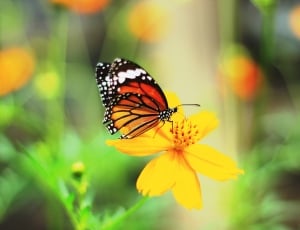 yellow petaled flower and white black and red butterfly thumbnail