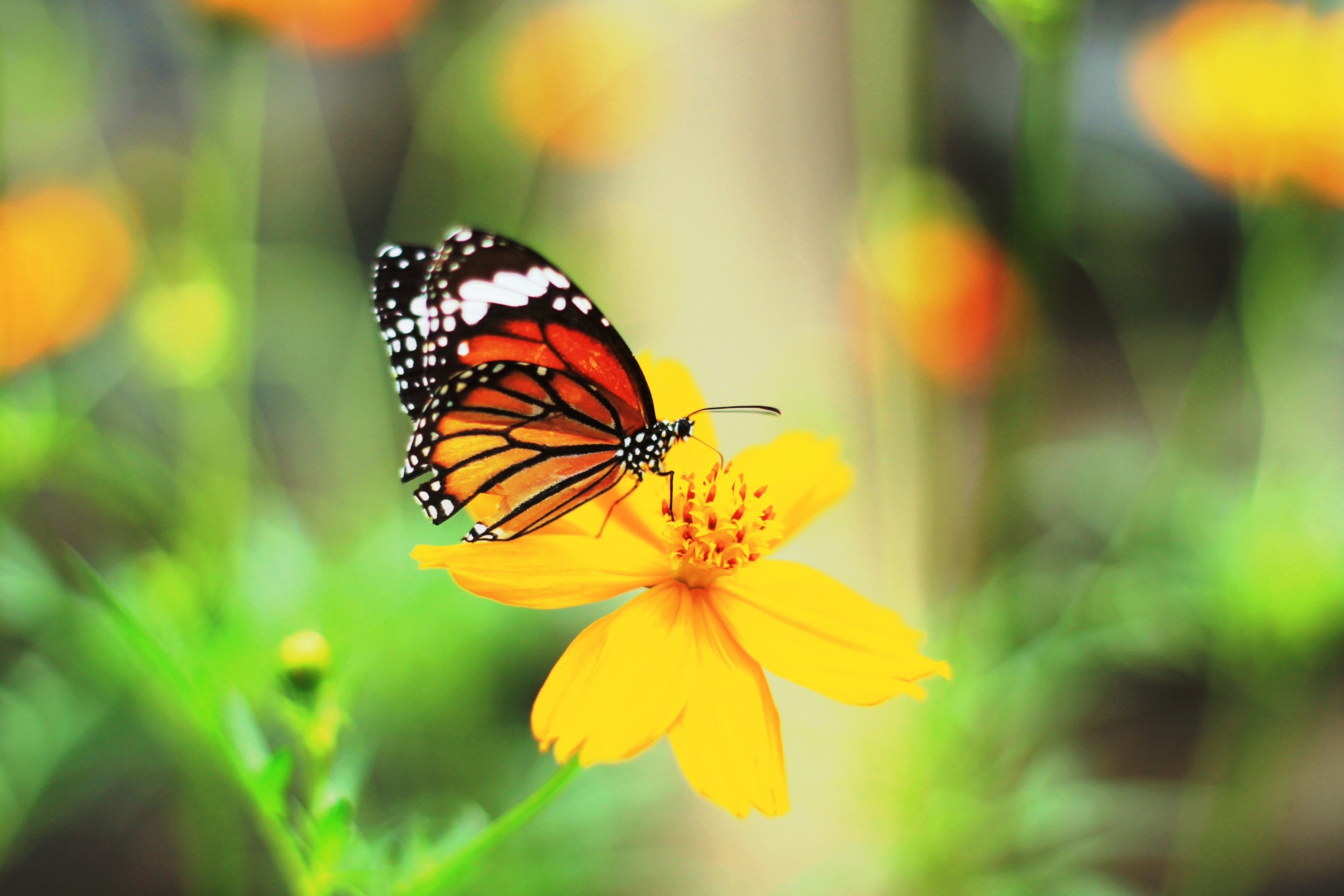 yellow petaled flower and white black and red butterfly