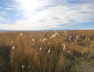 brown grass under white clouds during daytime landmark thumbnail