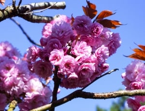 Spring, Flowers, Nature, Garden, flower, pink color thumbnail
