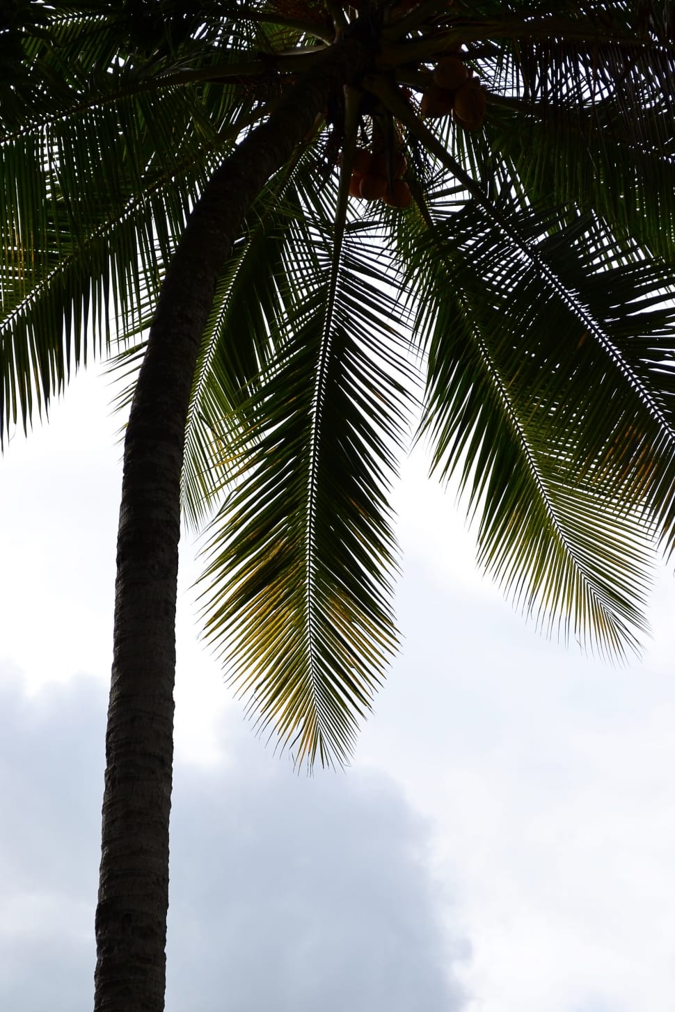 Coconut Tree, Palm, Palm Leaf, Palm Tree, palm tree, tree preview