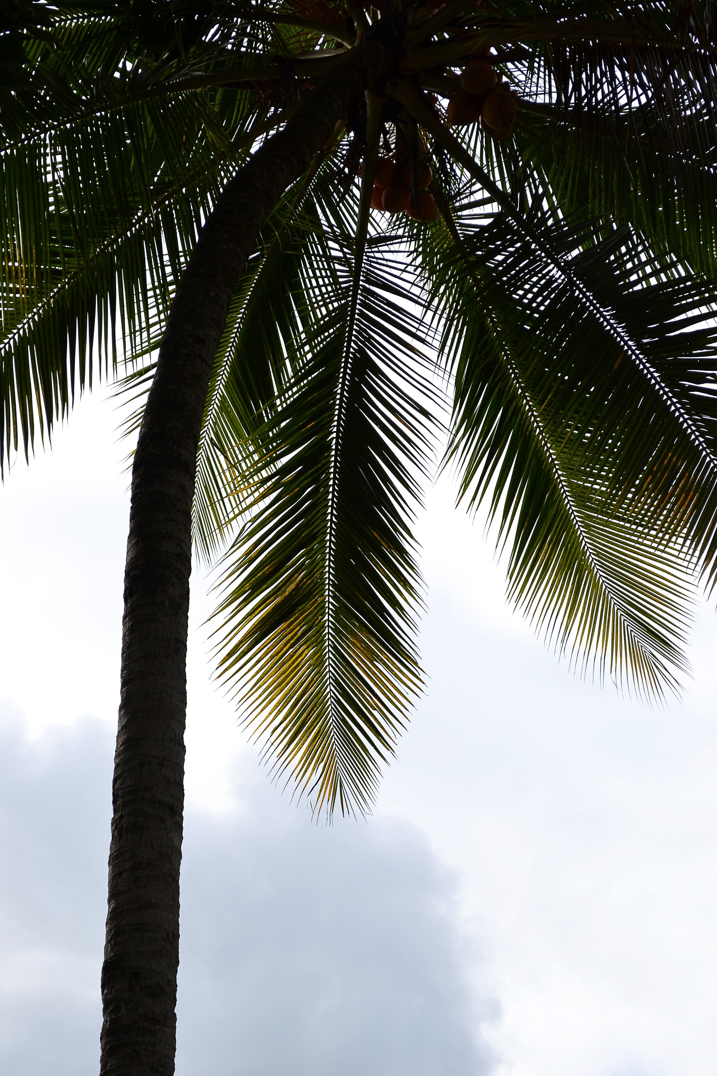 Coconut Tree, Palm, Palm Leaf, Palm Tree, palm tree, tree