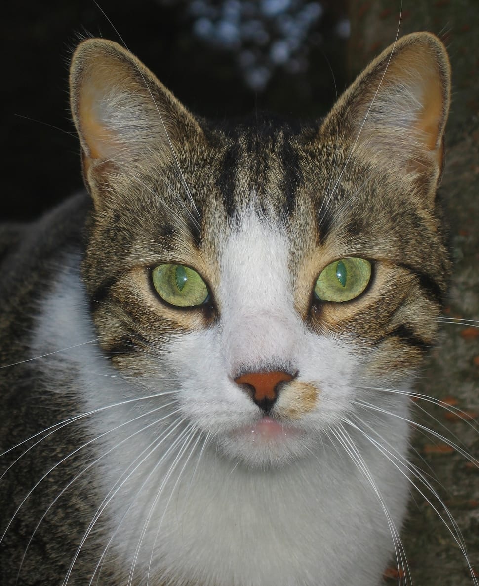 brown and white tabby mix cat preview