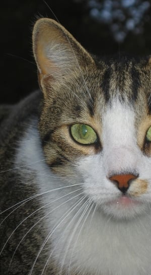 brown and white tabby mix cat thumbnail