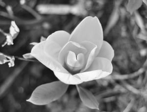 magnolia flower thumbnail