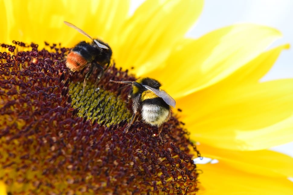 2 bees in sunflower preview