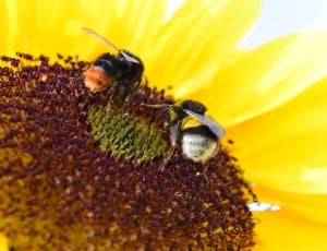 2 bees in sunflower thumbnail