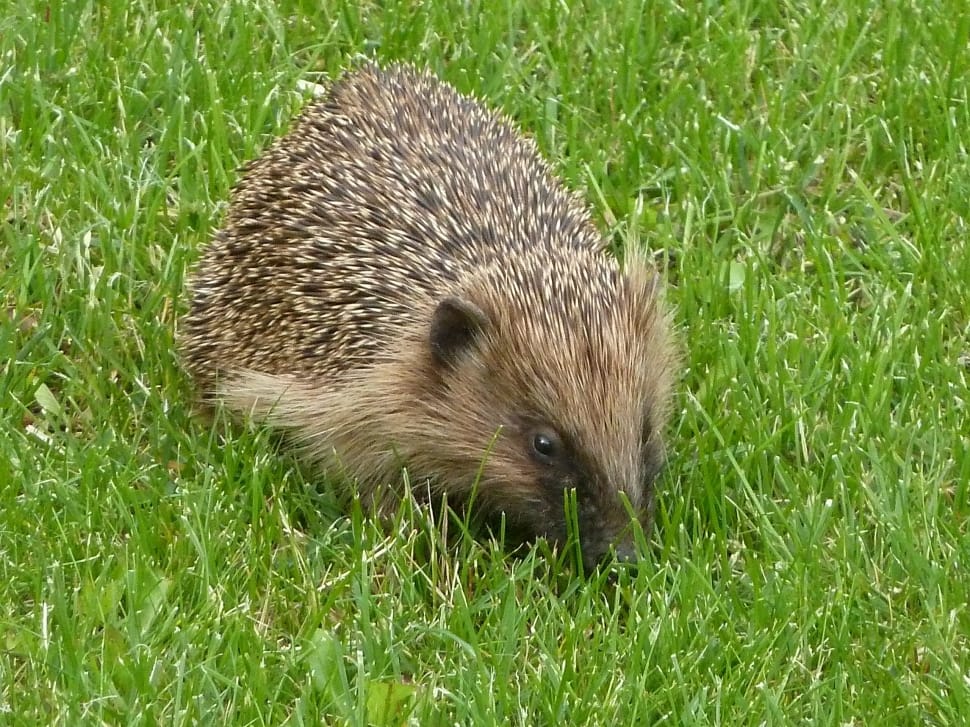 Nature, Hedgehog, Rush, grass, hedgehog preview