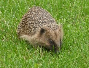Nature, Hedgehog, Rush, grass, hedgehog thumbnail