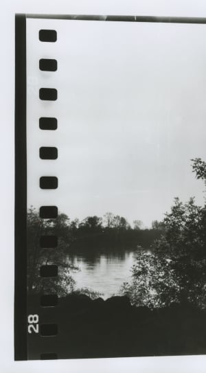 gray scale photography of trees near body of water thumbnail